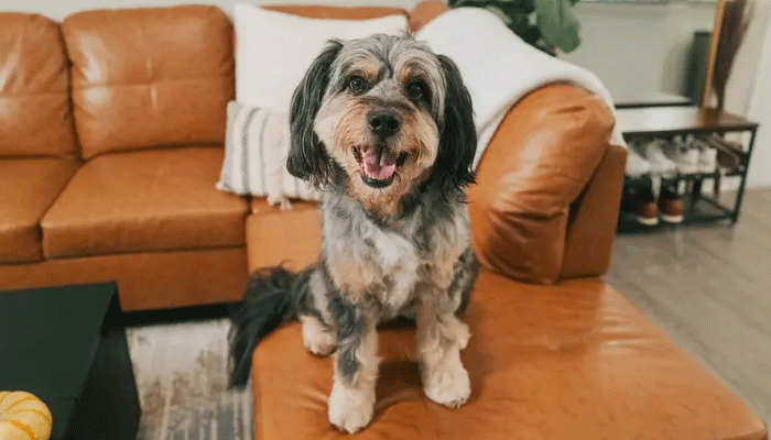 Surprising but true… We often misunderstand dogs’ emotions