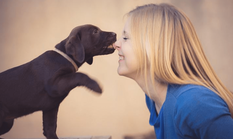 Why do dogs lick humans?
