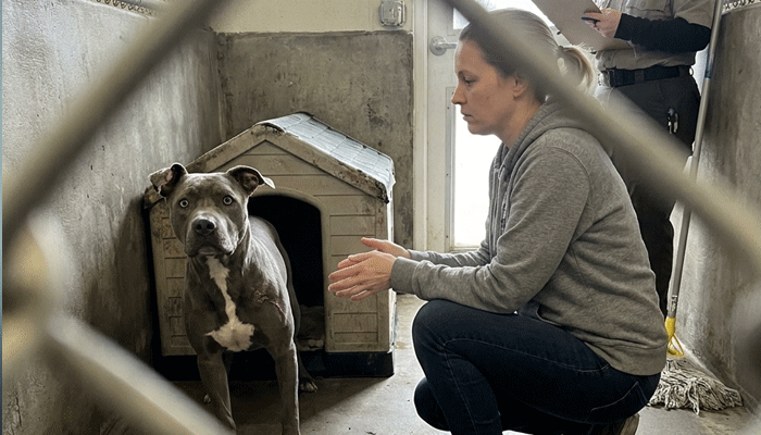 “He Bit Three Volunteers” — But the Dog Was Guarding Evidence, Not Rage