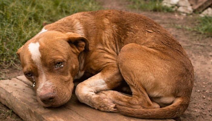 Abandoned and Unable to Walk, This Brave Dog Refused to Give Up