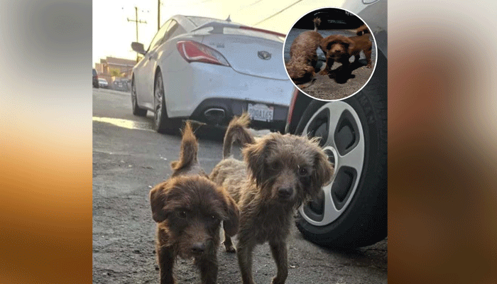 Abandoned Puppies Find Hope After Late-Night Rescue Mission