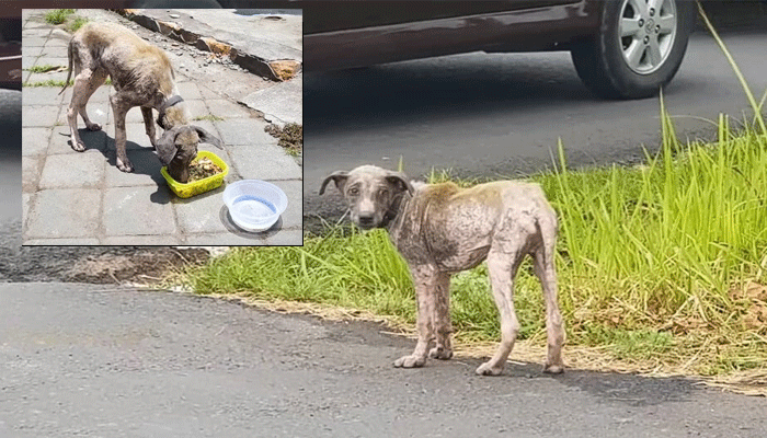 Abandoned Pup Sunny’s Journey from Fear to a Loving Home