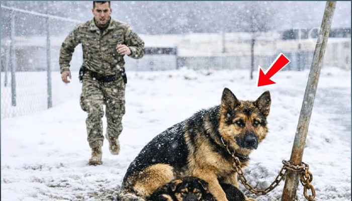 The Dog Who Led Him Back to a Promise He Tried to Forget