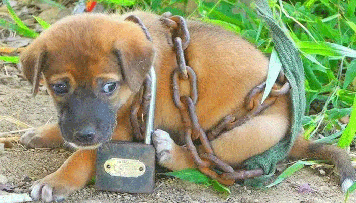 Abandoned Puppy Found Chained in Remote Field Near Collapsing Cabin