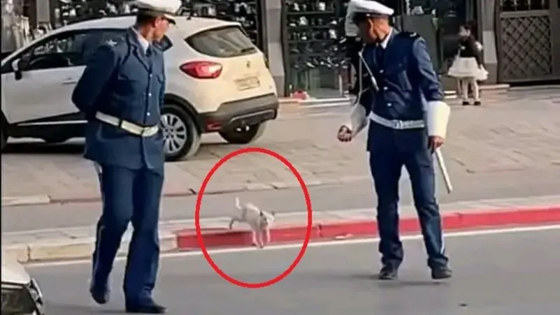 Two police officers help a cat cross the road, huge reaction to viral video