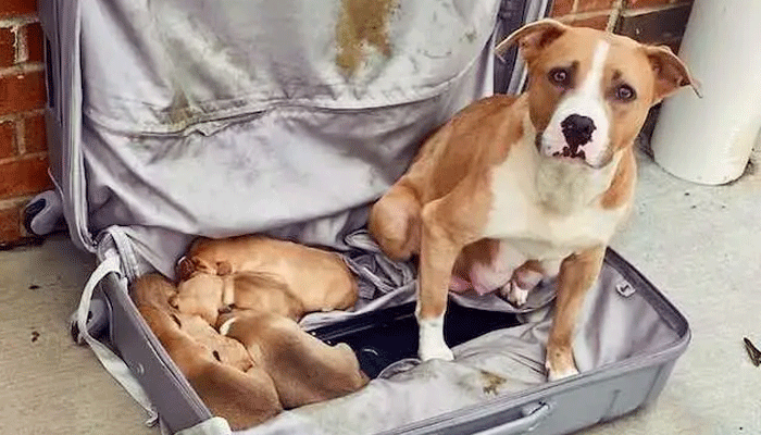 Abandoned Suitcase Outside Fire Station Reveals a Heartbreaking Secret