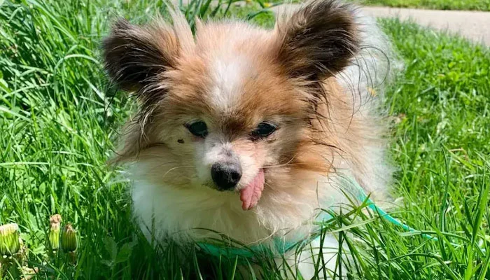 The world’s oldest Papillon dog, “Lazare,” has died at the age of 30.