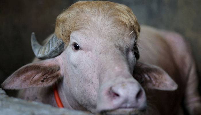 The Bangladeshi government intervened at the last moment and stopped the sacrifice of a buffalo named “Donald Trump.”