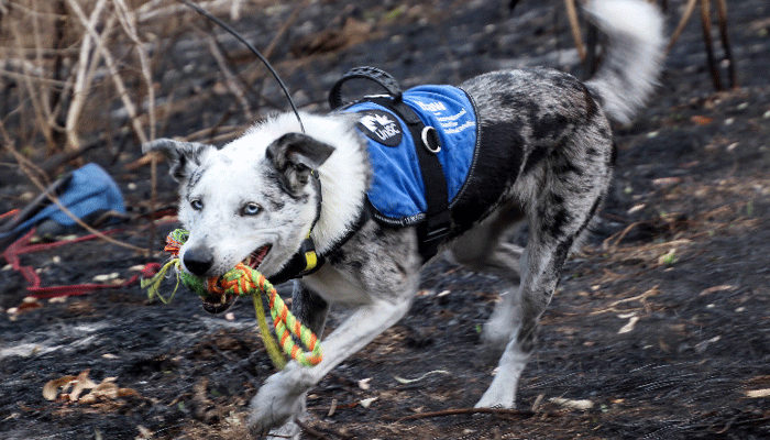 Australia Begins Search for New Koala Rescue Dog After Heroic Bear’s Service