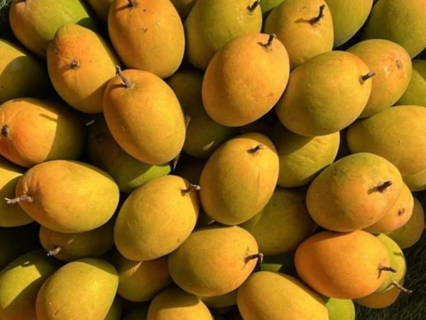 World report: 90% of India’s “King of Mangoes” Alphonso mango production destroyed