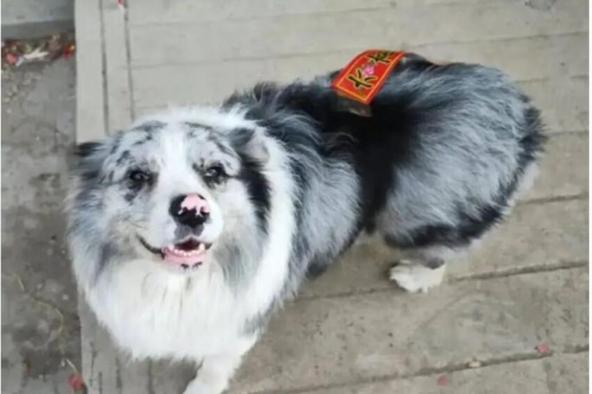 Social Media Star Dog With 1.5 Million Followers Stolen and Eaten